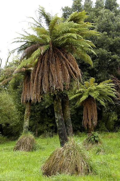 Kowhai