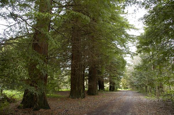 Redwoods on bush walk